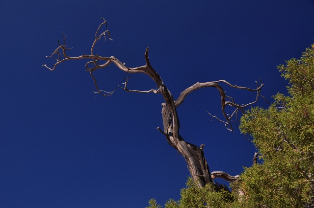 a Utah Juniper tree